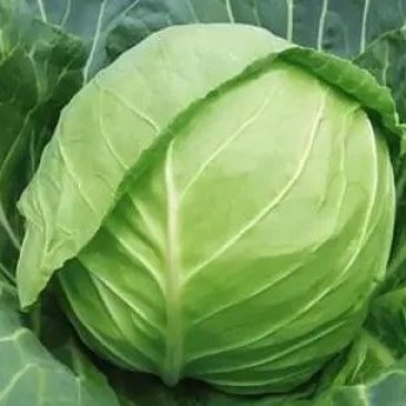 甘蓝