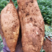 精品红薯灰薯大量上市货源充足量大从优大量供应电商欢迎咨询
