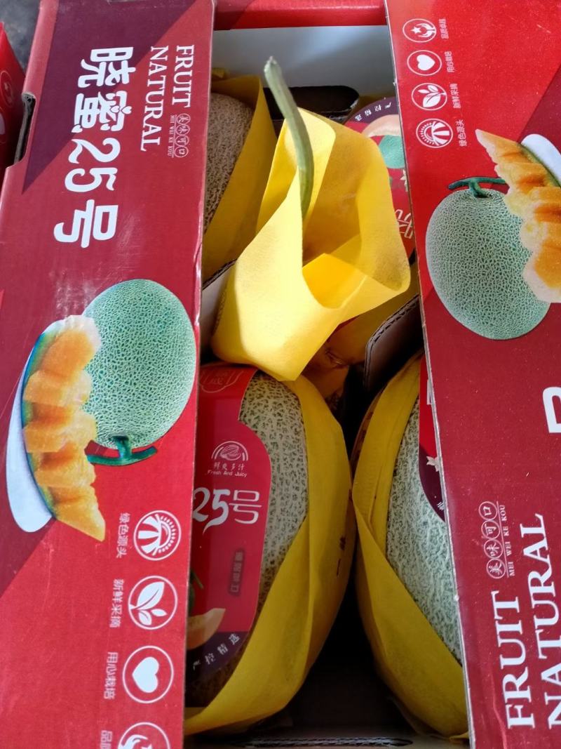 《优质商家》哈密瓜网纹瓜晓密25号可视频现场看货