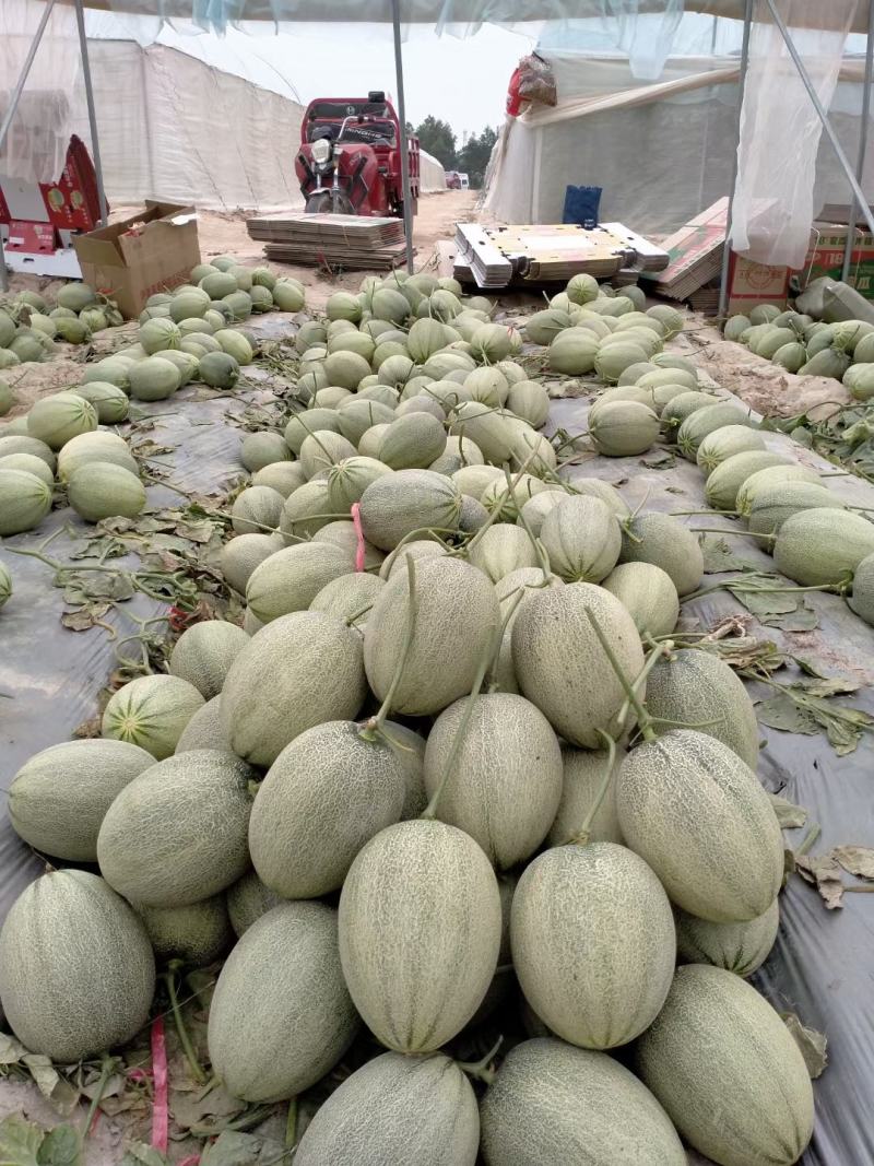 《优质商家》哈密瓜网纹瓜晓密25号可视频现场看货