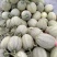 《优质商家》哈密瓜网纹瓜晓密25号可视频现场看货