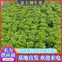 河南周口意大利生菜大量供应保质保量对接全国可视频验货