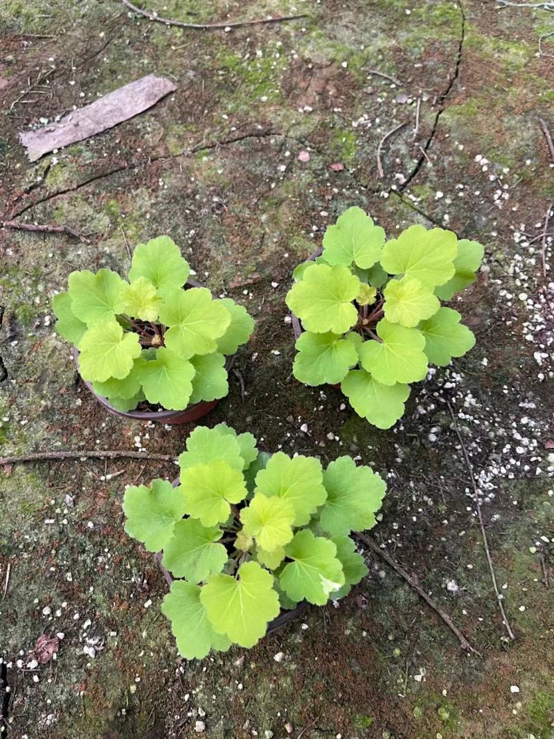 矾根，花镜花坛园艺，盆栽租摆园林，品种多颜色全