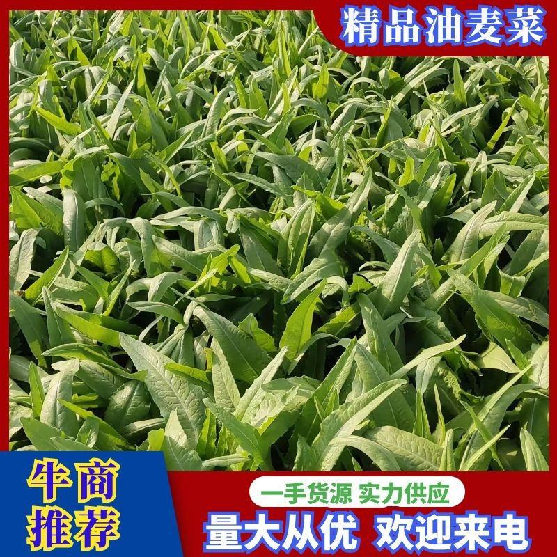 大量油麦菜上市周口产地直发保质保量对接全国客商可视频验货