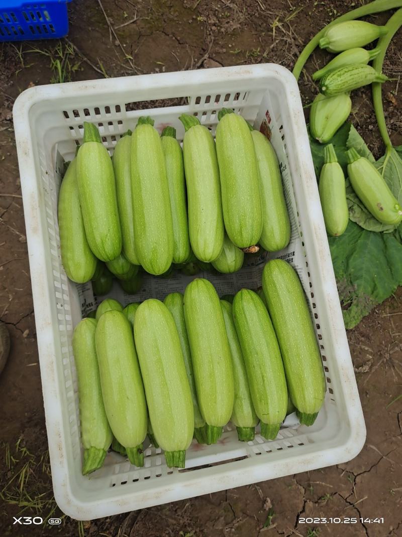 绿皮，西葫芦四川又名三月瓜