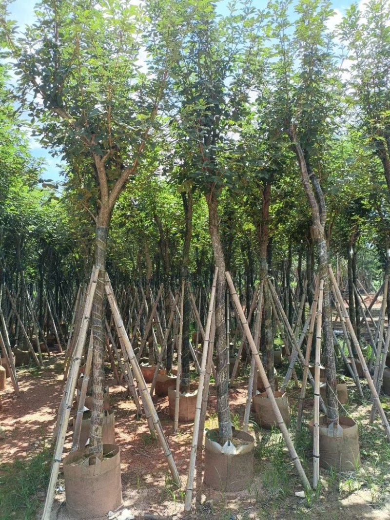 黄花风铃木