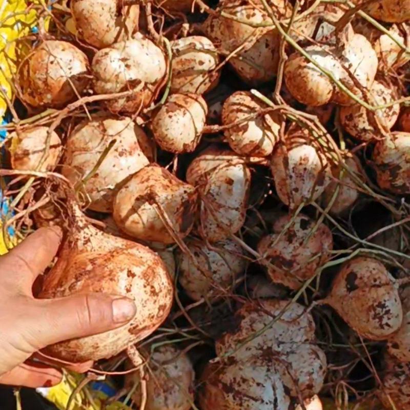 凉薯别名土瓜、地瓜