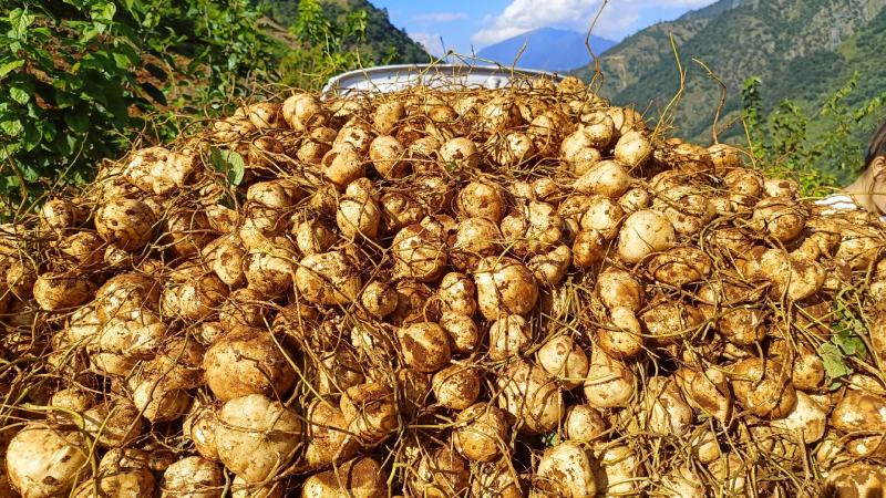 凉薯别名土瓜、地瓜