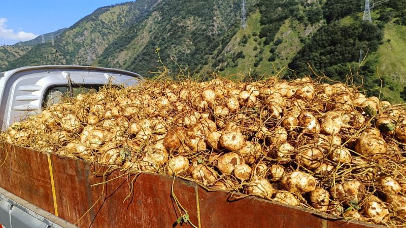 凉薯别名土瓜、地瓜