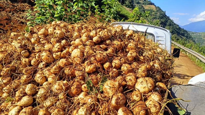 凉薯别名土瓜、地瓜