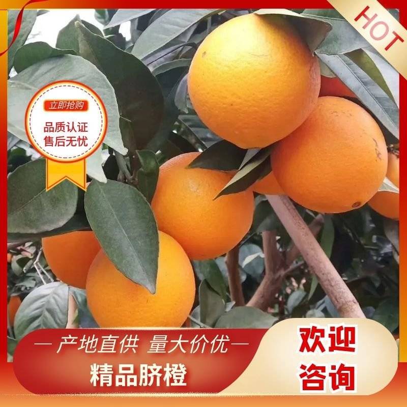 精品赣南脐橙现摘现发口感香甜多汁货源充足量大从优欢迎咨询