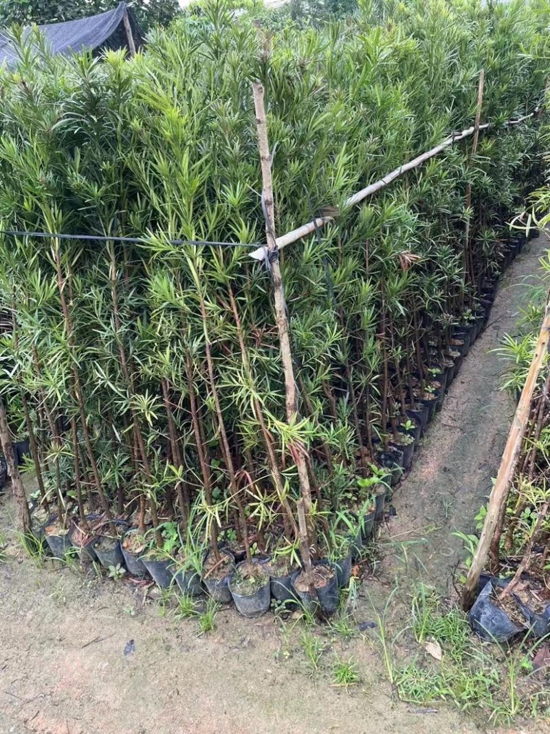 罗汉松小苗