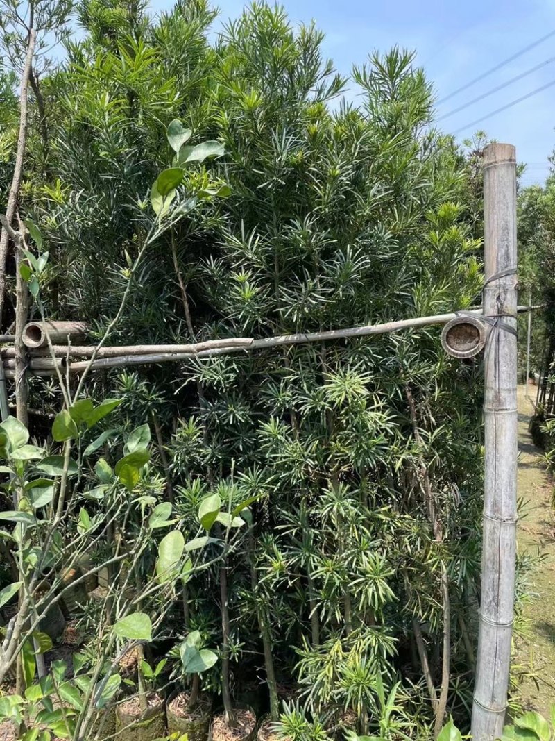罗汉松小苗