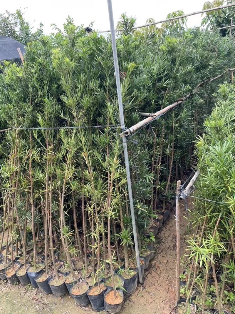 罗汉松小苗