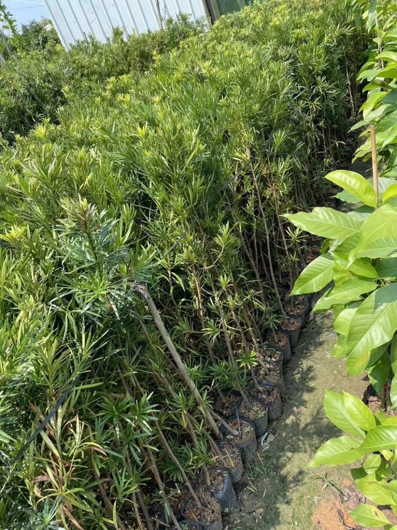 罗汉松小苗