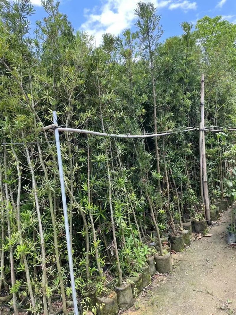 罗汉松小苗