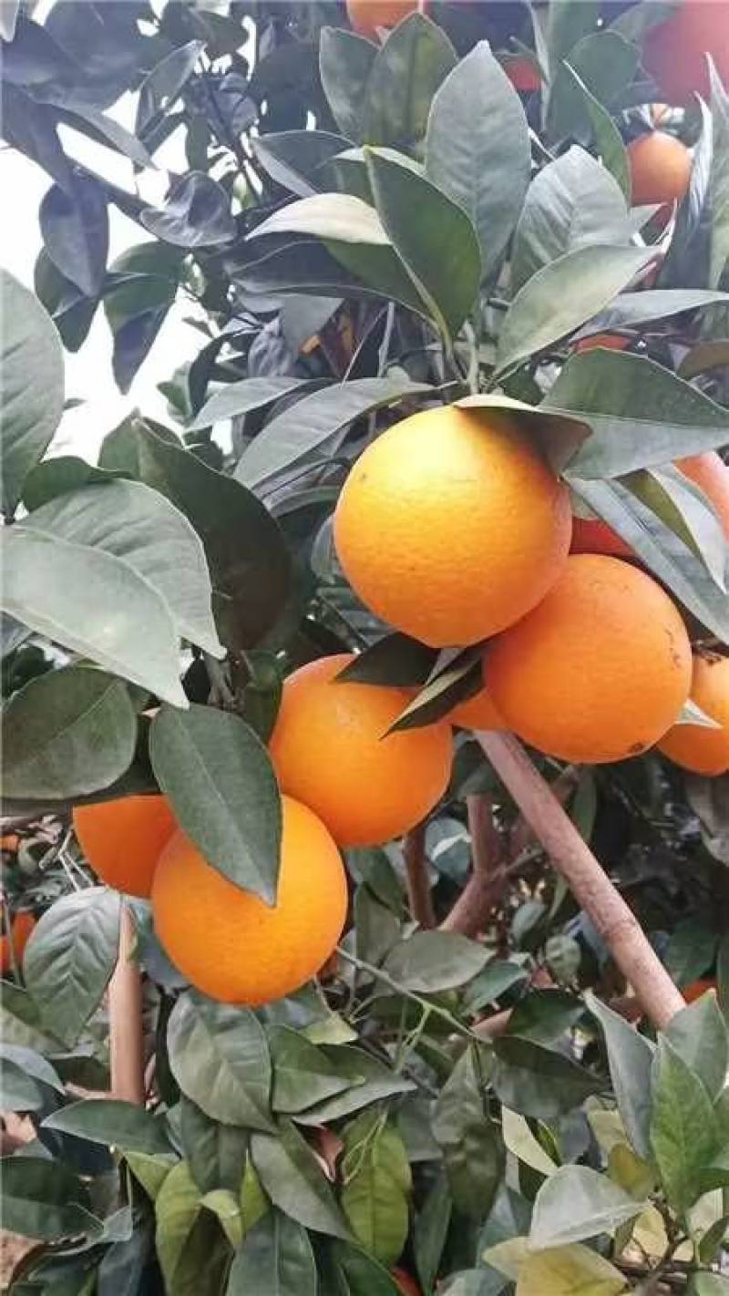 精品赣南脐橙现摘现发口感好多汁一手货源量大从优欢迎咨询