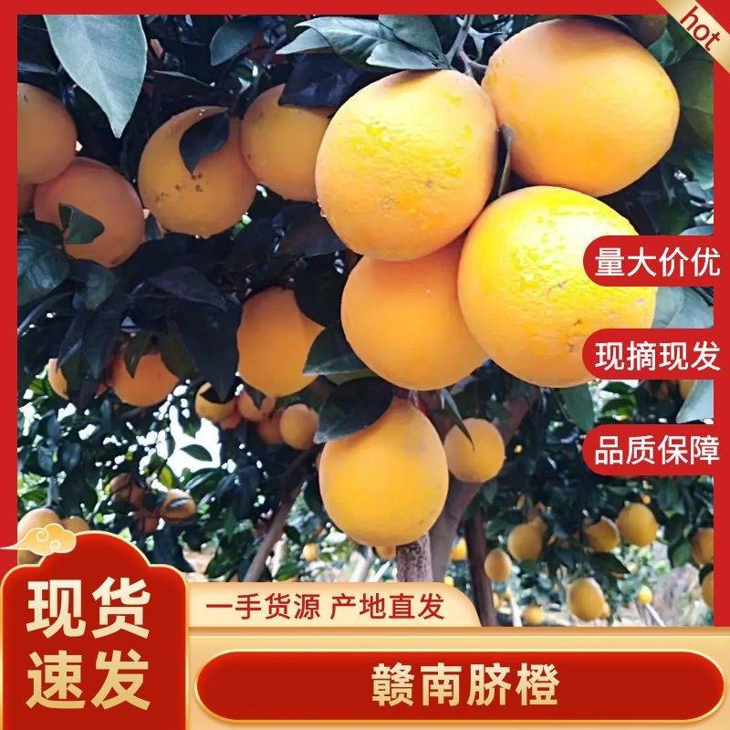 精品赣南脐橙现摘现发口感好多汁一手货源量大从优欢迎咨询