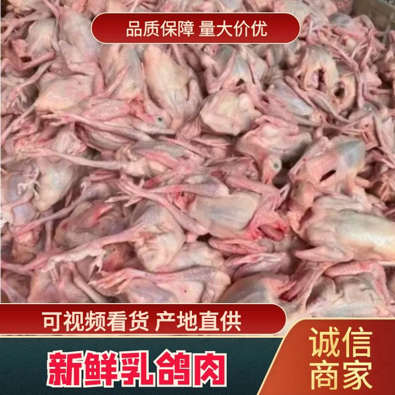 新鲜乳鸽5-9两量大从优货源充足，价格优惠