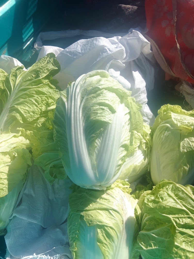 大量供应白菜