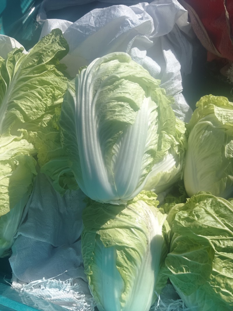 大量供应白菜