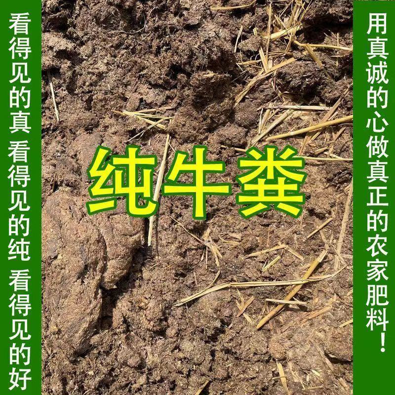 广东省英德发酵纯牛粪，质量保证欢迎采购诚信为本！！