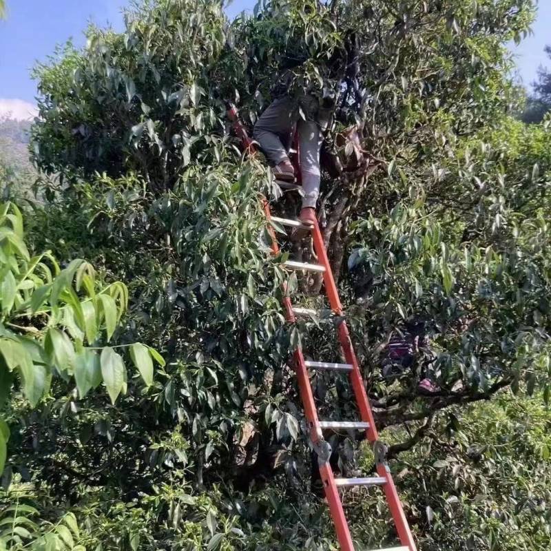 精品古树红茶产地直发，保质保量，欢迎老板选购