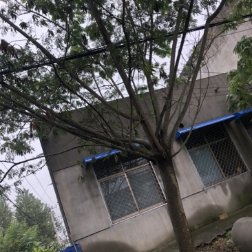 合欢花树