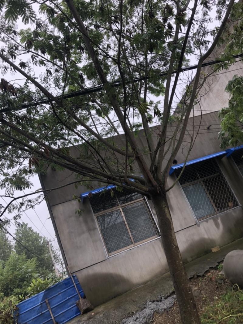 合欢花树
