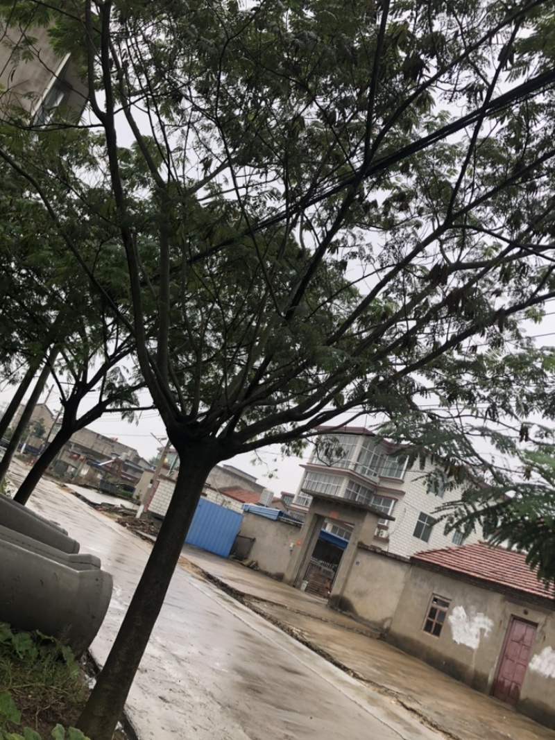 合欢花树