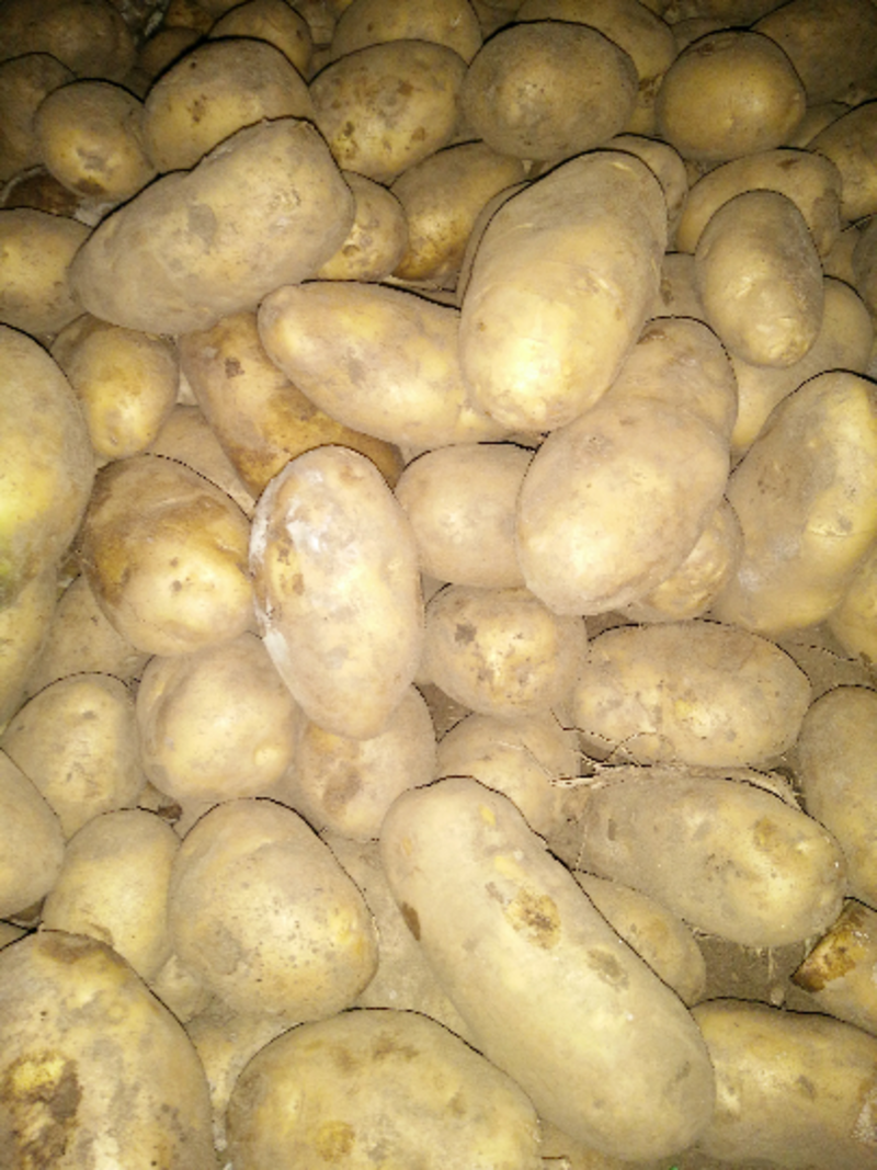 冷库v7土豆大量供应，货源充足，可发全国