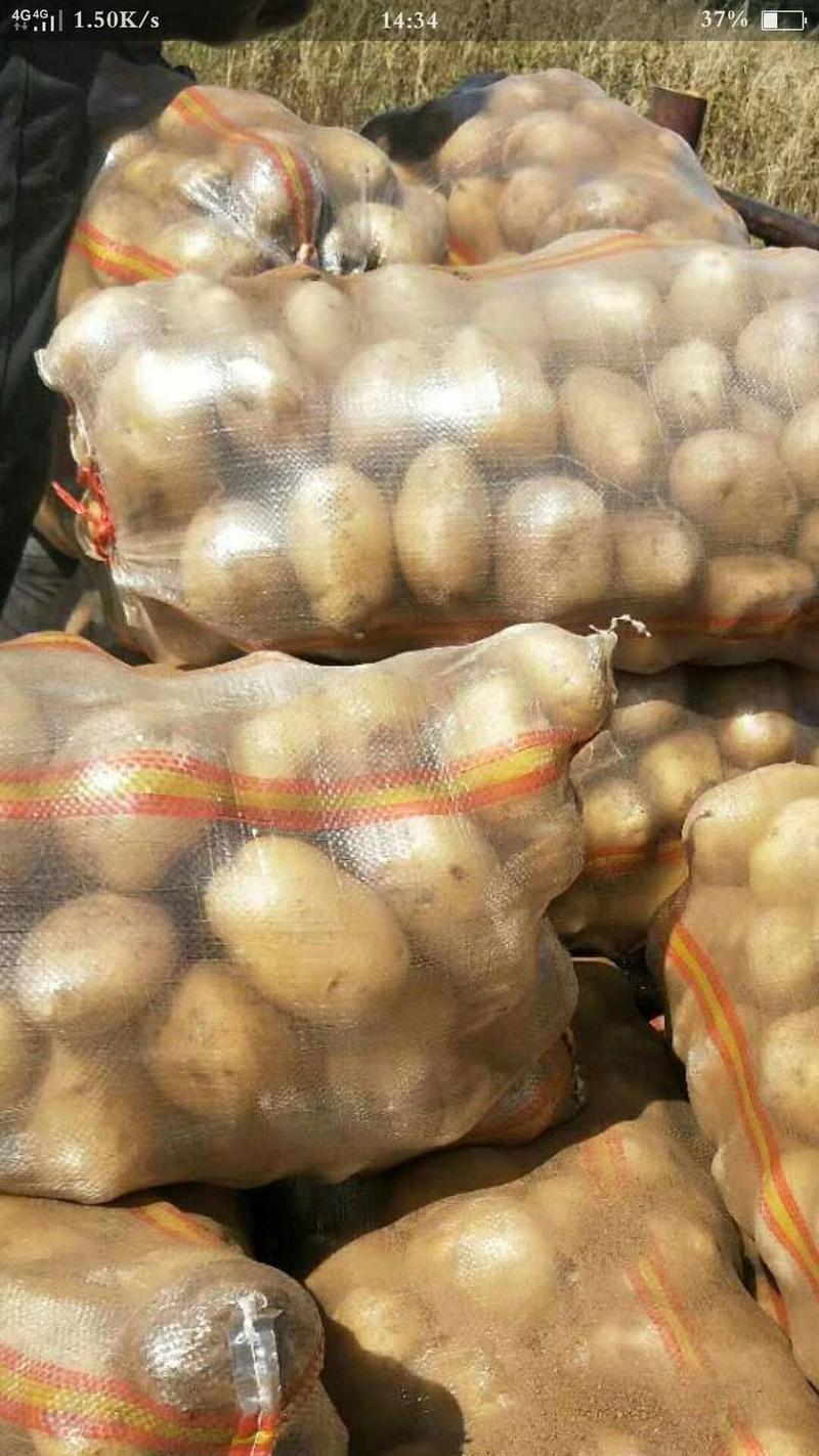 冷库v7土豆大量供应，货源充足，可发全国
