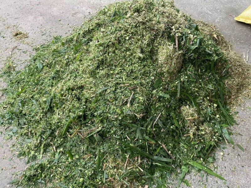 新一批巨菌草青贮现货，可长期合作可大量供应，价格可观🍾