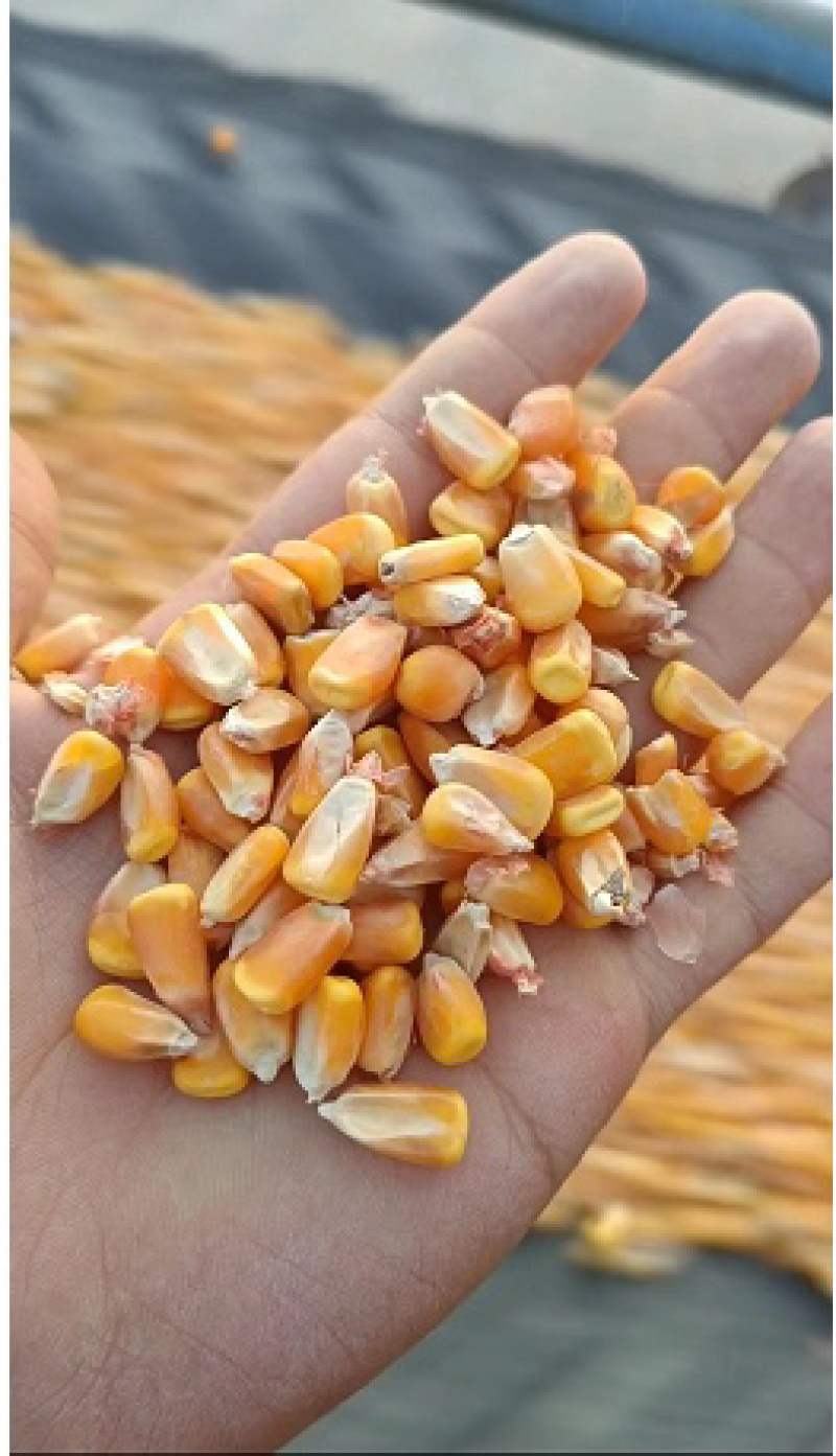 【双十一热卖】宁夏黄玉米颗粒产地直发量大价优整车批发！