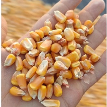 【双十一热卖】宁夏黄玉米颗粒产地直发量大价优整车批发！