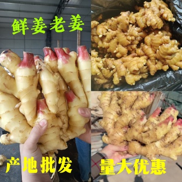 山东鲜姜，块大色正，一手货源，大量现货，产地直发，