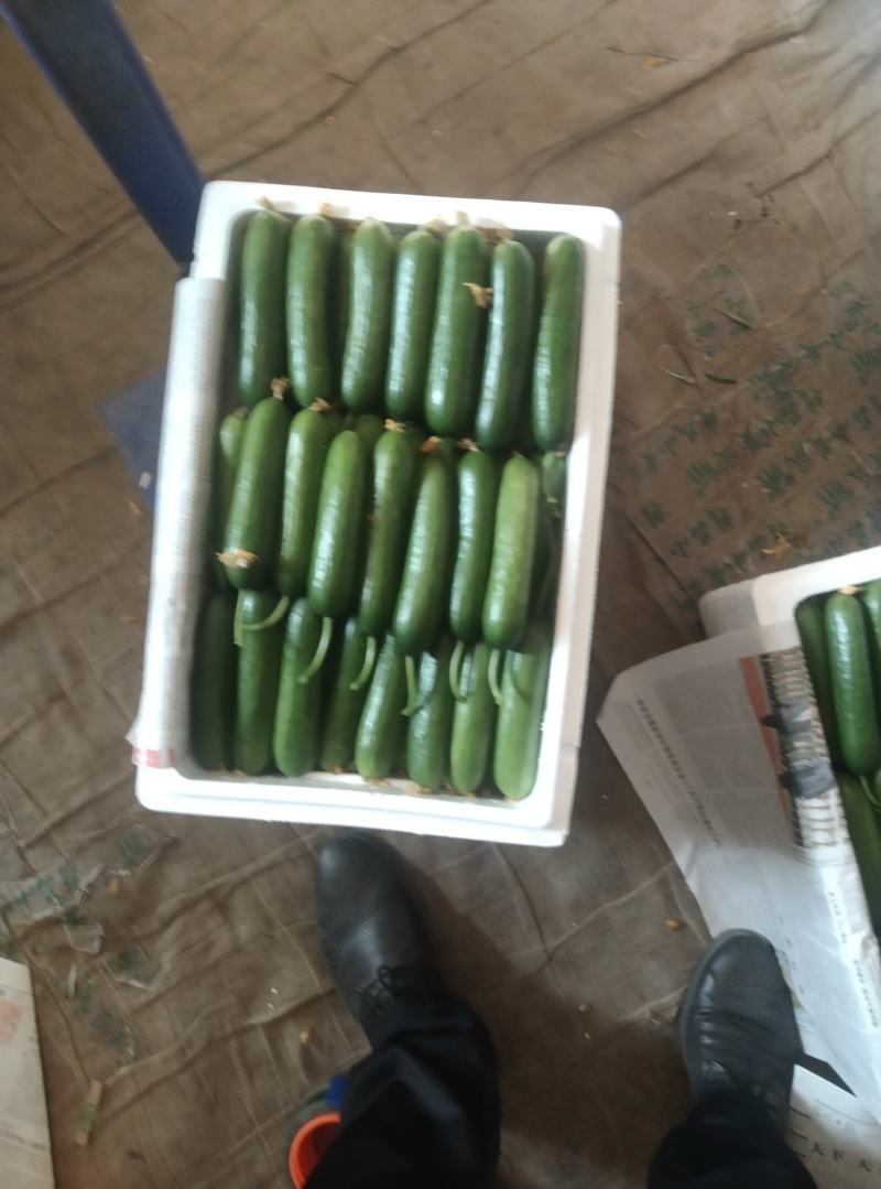 【精品水果黄瓜】河南商丘基地现货直发，常年供应，诚信经营