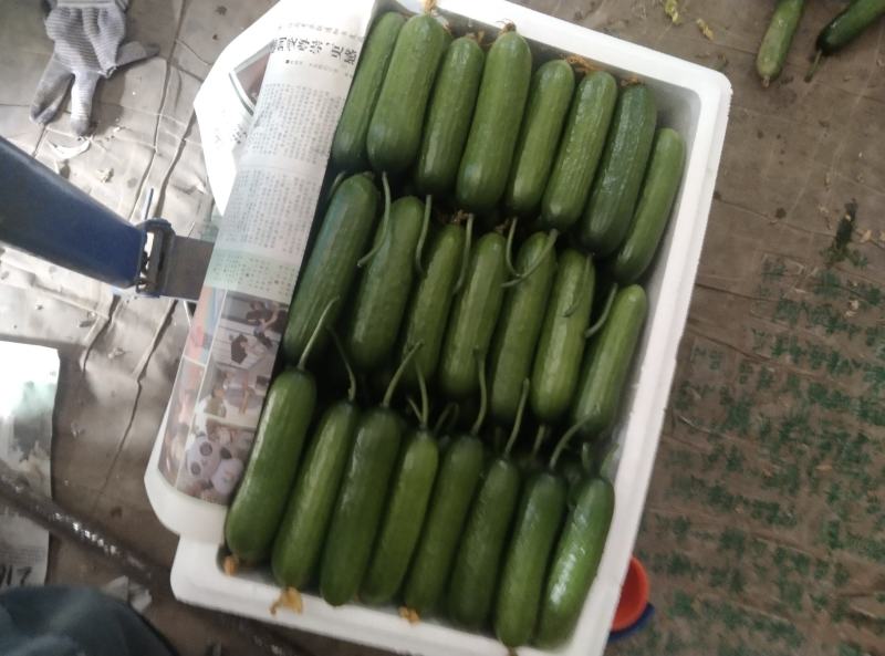【精品水果黄瓜】河南商丘基地现货直发，常年供应，诚信经营