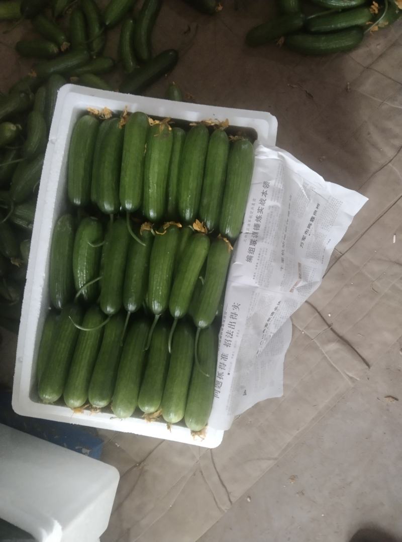 【精品水果黄瓜】河南商丘基地现货直发，常年供应，诚信经营