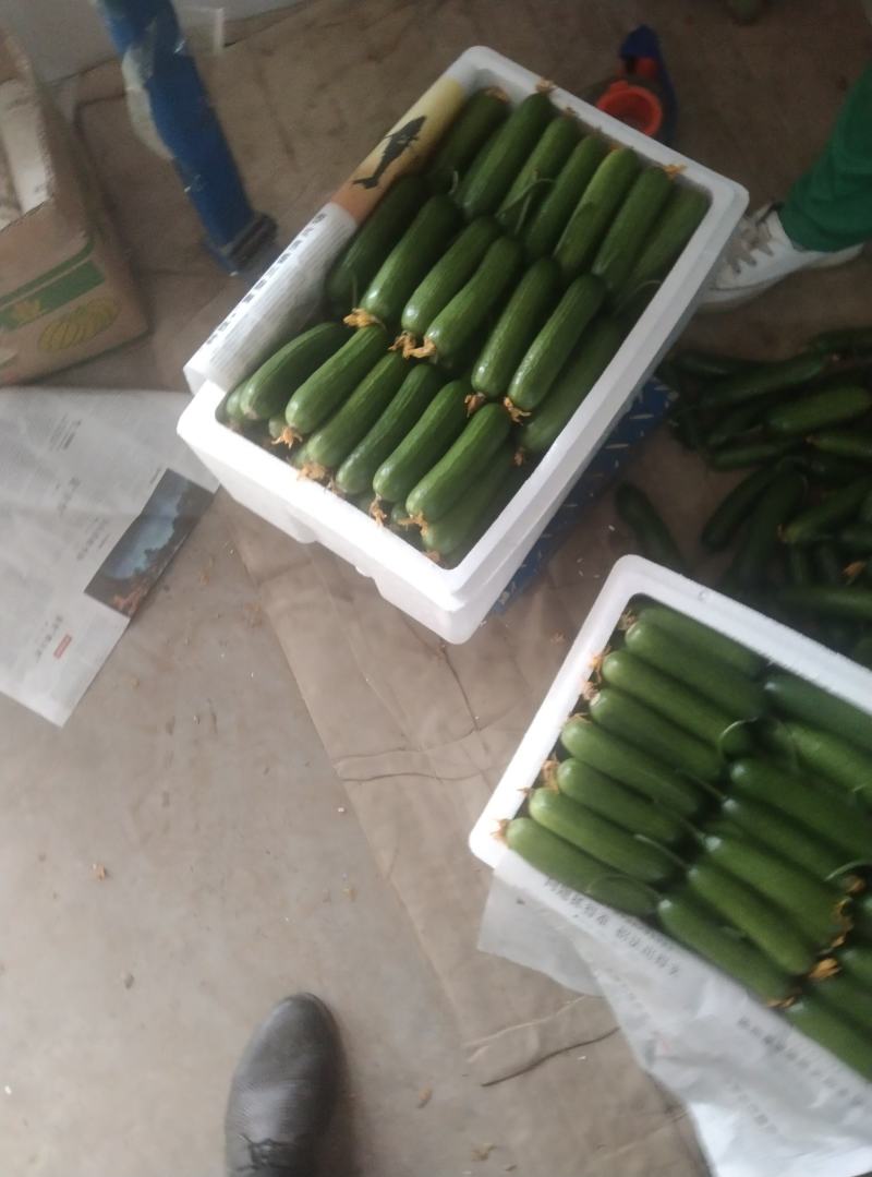 【精品水果黄瓜】河南商丘基地现货直发，常年供应，诚信经营