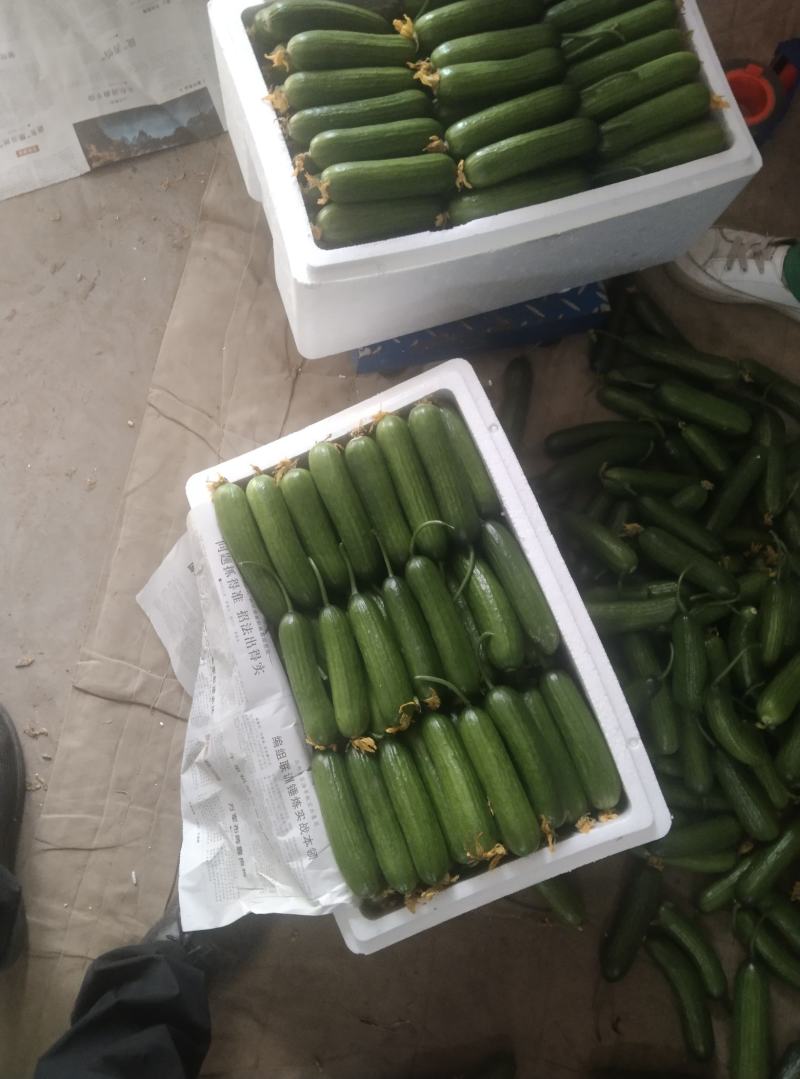【精品水果黄瓜】河南商丘基地现货直发，常年供应，诚信经营