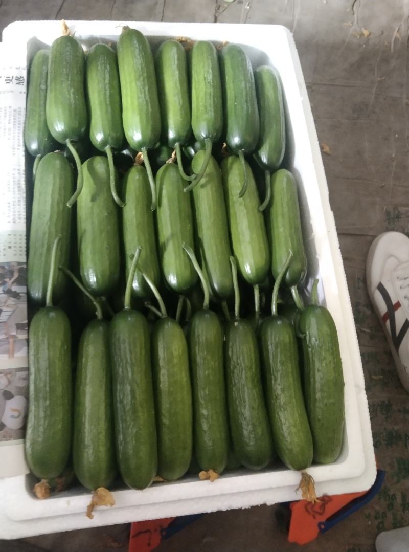 【精品水果黄瓜】河南商丘基地现货直发，常年供应，诚信经营