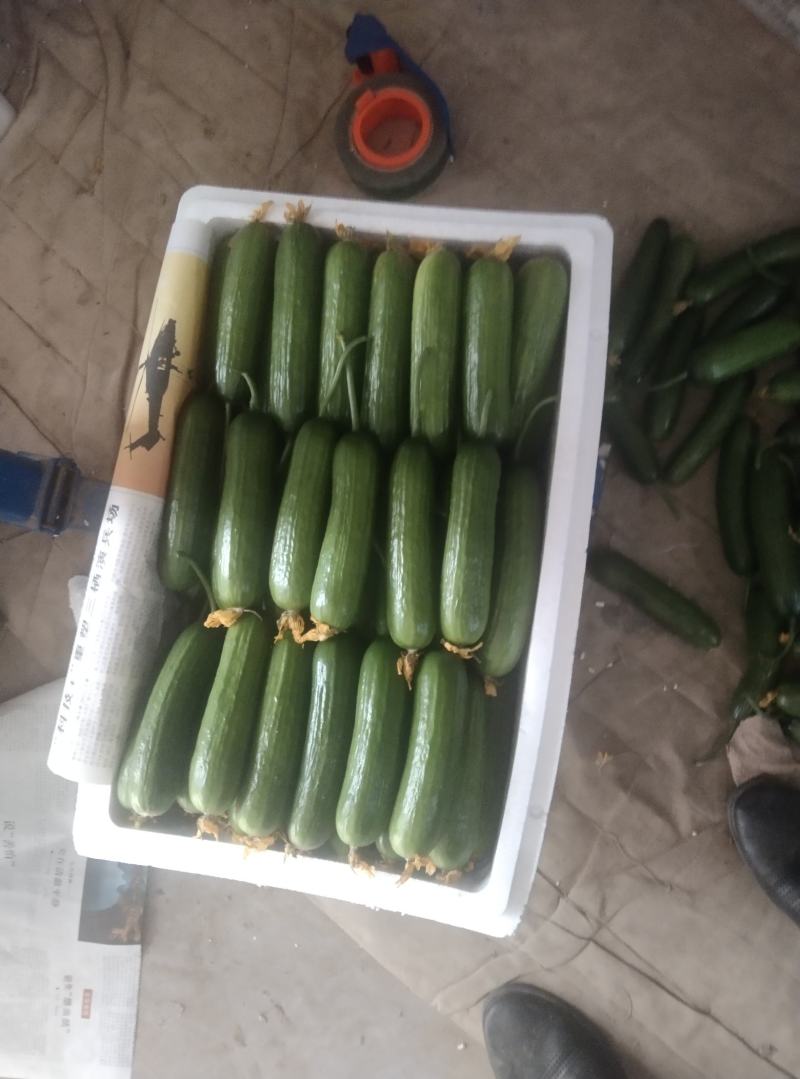 【精品水果黄瓜】河南商丘基地现货直发，常年供应，诚信经营