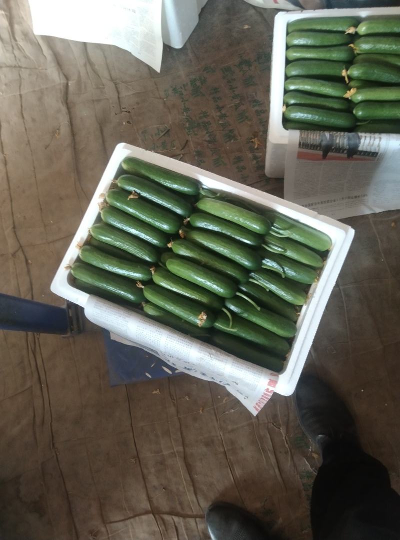 【精品水果黄瓜】河南商丘基地现货直发，常年供应，诚信经营