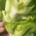 儿菜大量上市价格不高需要的联系