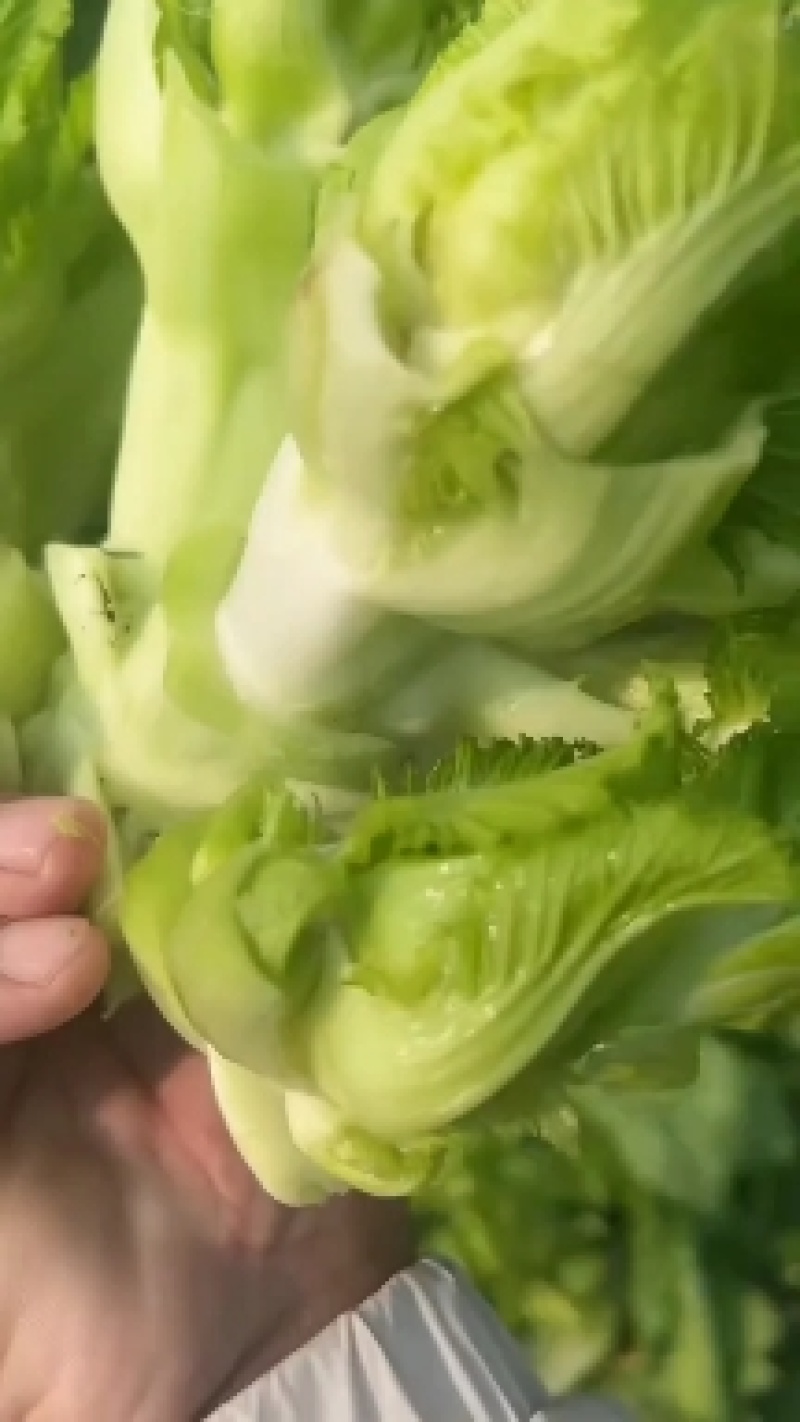 儿菜大量上市价格不高需要的联系
