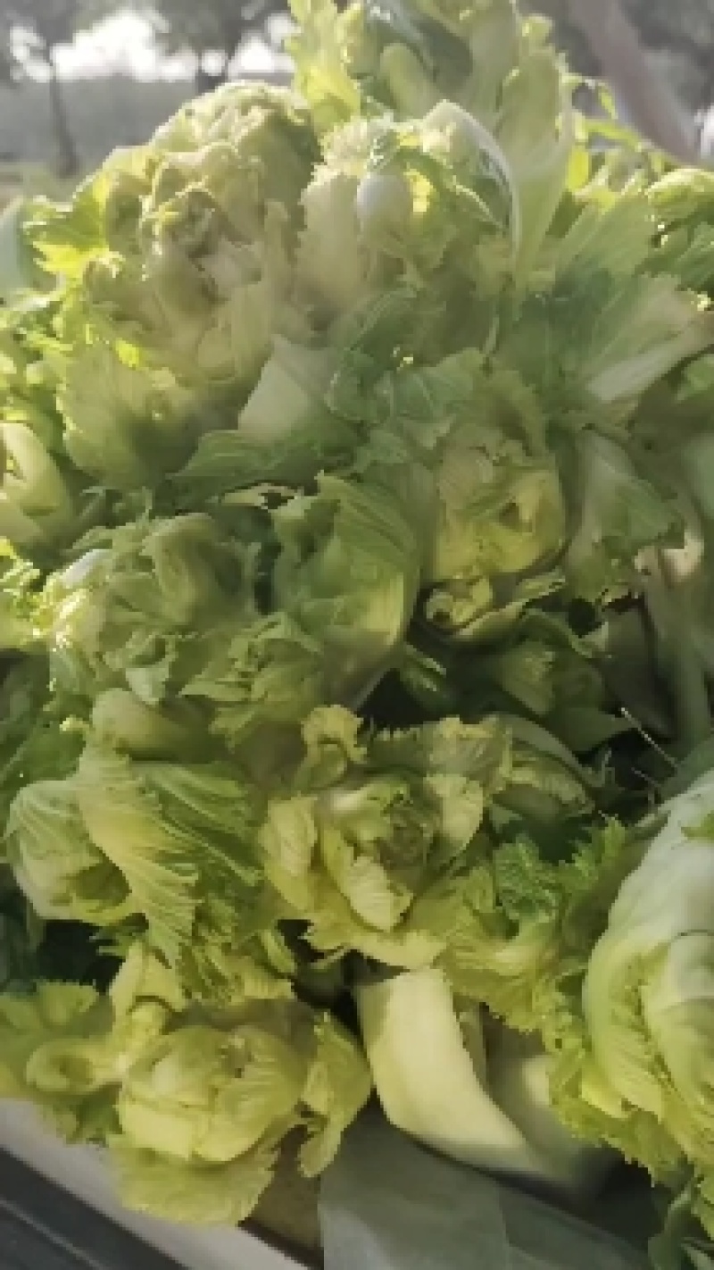 儿菜大量上市价格不高需要的联系