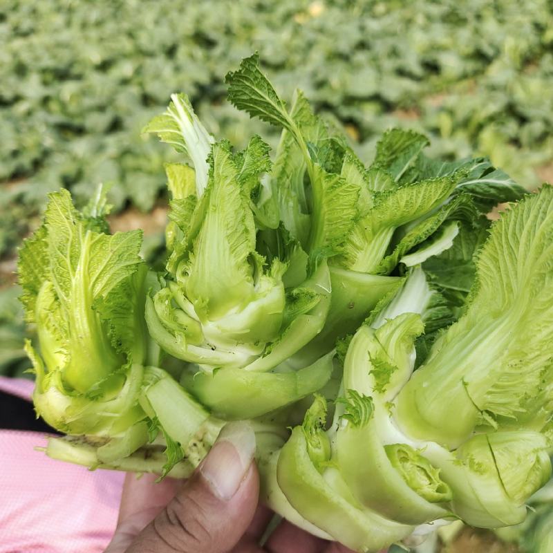 儿菜大量上市价格不高需要的联系