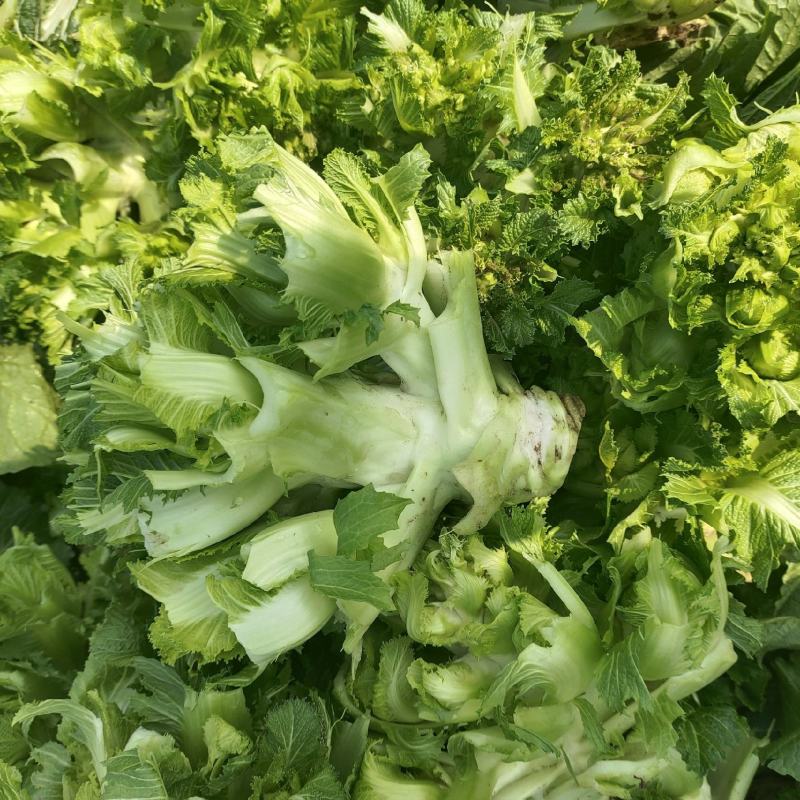 儿菜大量上市价格不高需要的联系