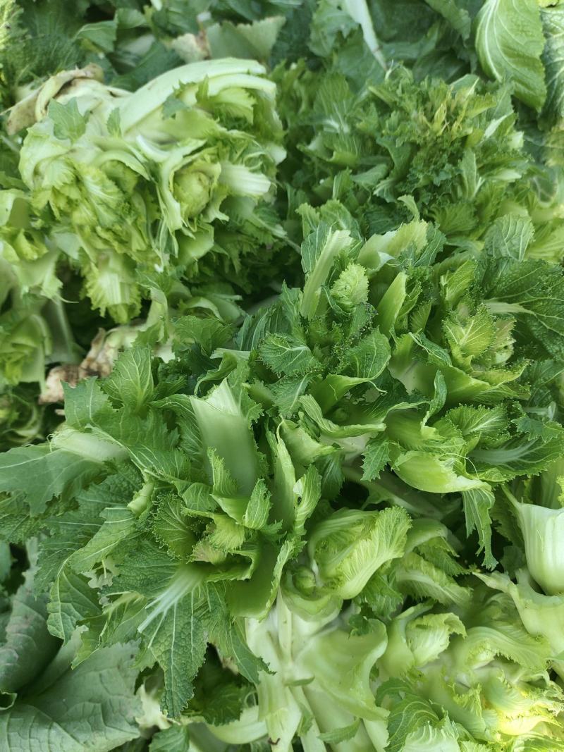 儿菜大量上市价格不高需要的联系